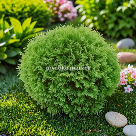 Туя западная Даника 35-40cm C10 1