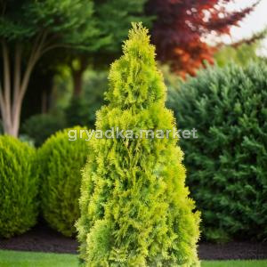 Туя западная Голден Смарагд 100-120 cm RB C15 1