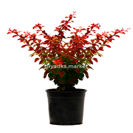 Барбарис тунберга Голден Ринг C 3 20-30 2