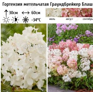 Гортензия метельчатая Граундбрейкер Блаш С5 (Самарский Питомник)