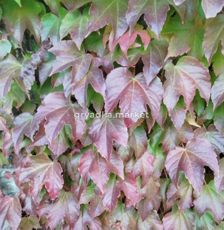 Скриншот 21-04-2026 145507