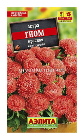 Астра Гном красная (Аэлита)