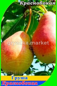 Груша Краснобокая М, Бор 2020 гп позднеосенний сорт пакет (V26) (ПДИ)