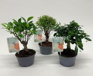 Бонсай Микс D10 H22