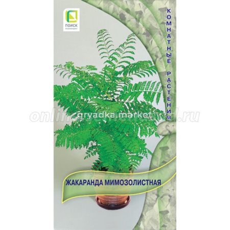 Жакаранда Мимозолистная 5шт Поиск