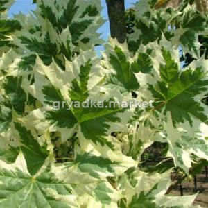 Клен остролистный (Acer platanoides Drummondii) C30 Н300 - 320-obw