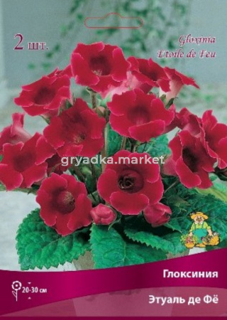 Глоксиния Этуаль де Фье 2шт. 4-5