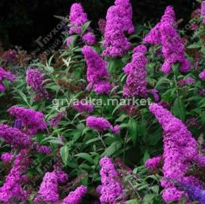 Буддлея Давида Нано Пурпл С3 ГлХ 