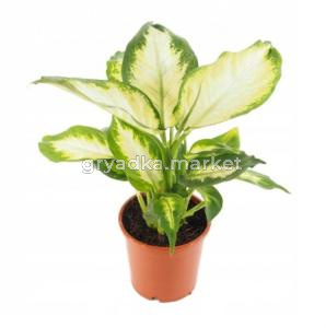 Хлорофитум Грин, комп. (D-15)