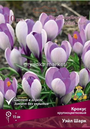 Крокус крупноцветковый Уэйл Шарк 10шт (цветы белые с ярким пурпурным штрихом, 7-8, h15см)