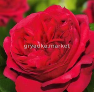 Роза Эрик Таберли 1шт плетистая (Сем Алт)