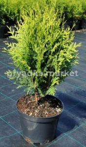 Туя западная Глобоза (Thuja occ. Globosa С3)