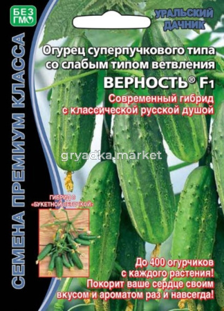 Огурец Верность F1 (УД) ЧСС -до 400 огурч.!суперпучков.,корнишон.,8-10см.-