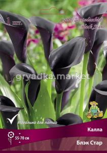 Калла Ла Паз