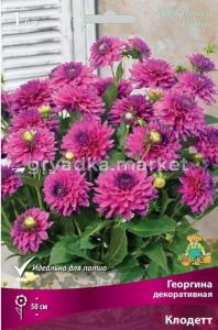Георгина Клодетт 1шт.