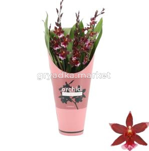 Barrocco Red 5