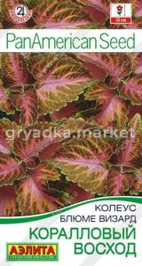 Колеус блюме Коралловый восход ---  Одн Аэлита