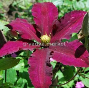 Клематис крупноцветковый Ниобе (С2)