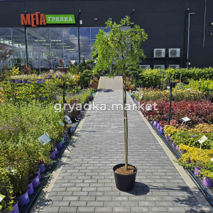 Карагана древовидная Пендула на штамбе C10 Н140-160 (Szmit)