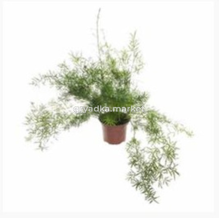 Аспарагус Спренжери, уп. (D-12)