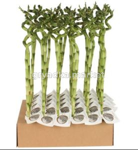 Драцена Лаки бамбук спиральный С5 Н60
