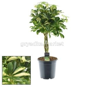 Schefflera Gold Capella Twisted Stem Stam (decorum