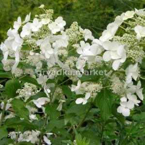 Гортензия метельчатая  Вайт Леди С3 СП-22