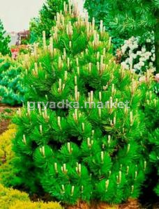 Скриншот 21-04-2026 113941