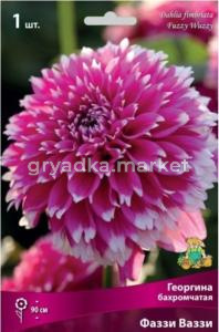 Георгина Фаззи Ваззи 1шт.
