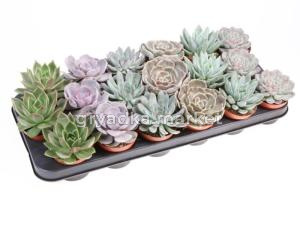 Echeveria Mix On Row