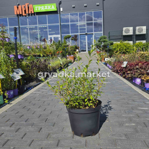 Ива тонкостолбиковая Маунт Асо С4 Н60-70 (Homa-Kosakowska)