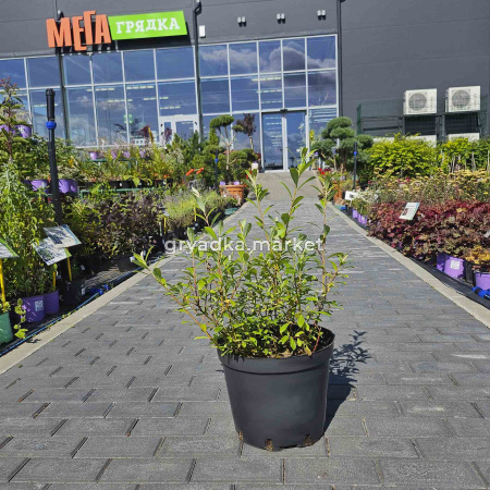 Ива тонкостолбиковая Маунт Асо С4 Н60-70 (Homa-Kosakowska)