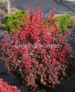 Скриншот 21-04-2026 111156