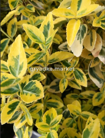 Бересклет желтый