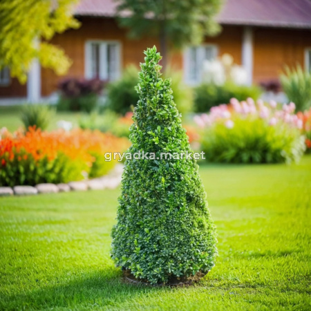 Самшит вечнозеленый Конус C 12 60-80 1