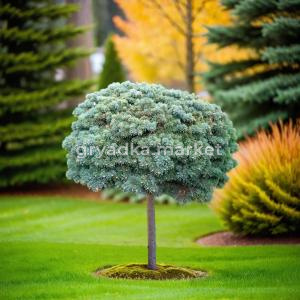 Пихта Абиес Конколор на штамбе 1