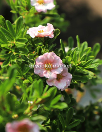 Лапчатка кустарниковая Принцесс (Пинк Куин) С3