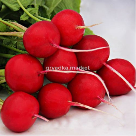 Редис Атолл F1 1 г (Престиж)