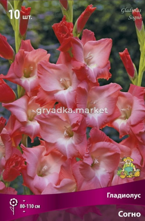 Гладиолус крупноцветковый Согно (розово-лососевый с бело-кремовым пятном,гофрированный, 10шт, 10-12)