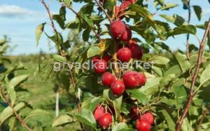 Скриншот 02-05-2024 160949