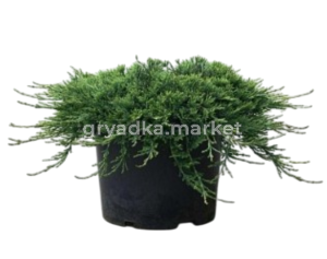 Картинка-Photoroom (9)