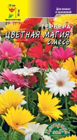 Гербера Цветная магия, смесь сортов (Цвет сад)