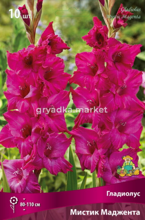 Гладиолус крупноцветковый Мистик Маджента 10шт (яркой пурпурной окраски, 10-12)