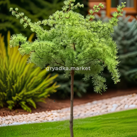 Лиственница кемпфера Диана  C26 Шт 120 1