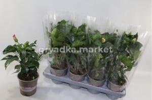 Гибискус Смесь С13 Н35