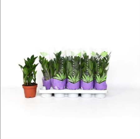 Замиокулькас 4+ С12 H35 Замиокулькас 4+ С12 H35