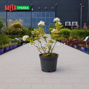 Гортензия метельчатая Мохито С5