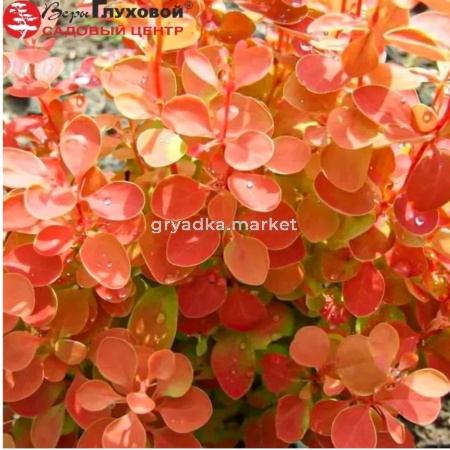 Барбарис Тунберга (Berberis thunbergii) Оранж Айс С3 СП-23