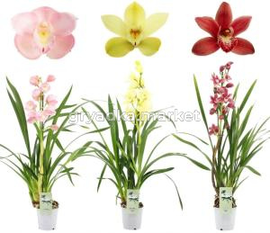 Цимбидиум Микс 1 цветонос С12 Н50