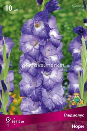 Гладиолус крупноцветковый Нори 10шт (фиолетовые с белым мазком в горле и белыми лучами, 10-12) 